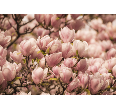 Fotomural diseño de flores de magnolia - TenVinilo
