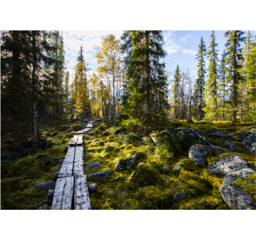 Fotomurales de ciudades Parque nacional koli finlandia - TenVinilo