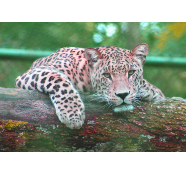 Fotomural salón Jaguar selva animales del bosque - TenVinilo