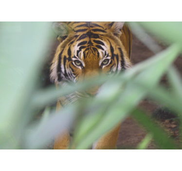 Fotomural salón Cara de tigre hojas del bosque - TenVinilo