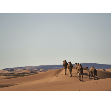 Mural desierto camellos del desierto - TenVinilo