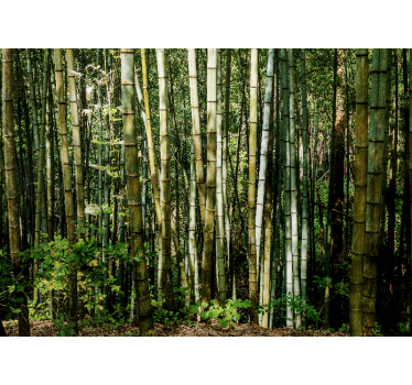 Mural de bambú paisaje de bosque de bambú - TenVinilo