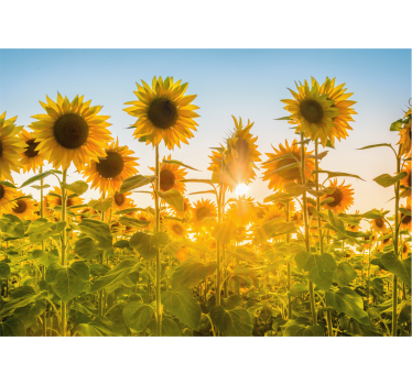 Fotomural de flores Campo de girasoles al amanecer - TenVinilo
