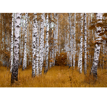 Fotomural bosque Abedules con pasto naranja - TenVinilo