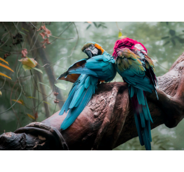 Fotomurales africanos Impresionantes loros salvajes - TenVinilo