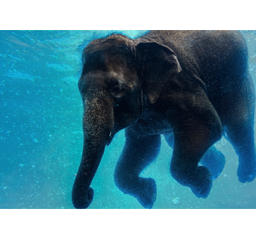 Papel mural mar elefante bajo el agua - TenVinilo