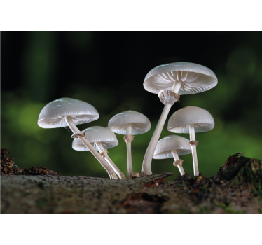 Fotomural de naturaleza Hongos ostra silvestres - TenVinilo