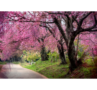 Fotomural árbol Cerezos japoneses rosados - TenVinilo