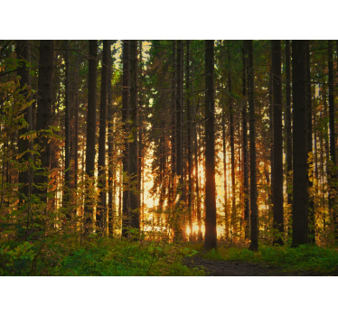 Papel mural bosque siluetas de árboles al atardecer - TenVinilo