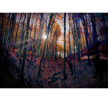 Papel mural bosque bosque de otoño soleado - TenVinilo