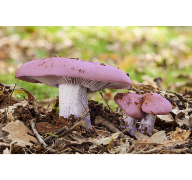 Fotomural de naturaleza Hongos rosados y blancos - TenVinilo