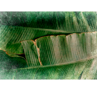 Papel mural naturaleza capas de follaje vibrante - TenVinilo