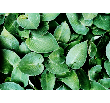 Papel mural naturaleza hojas verdes lujosas - TenVinilo