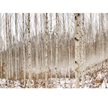 Papel mural bosque bosque de abedules nevados - TenVinilo