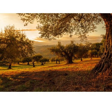 Fotomural árbol campo olivares andaluz - TenVinilo