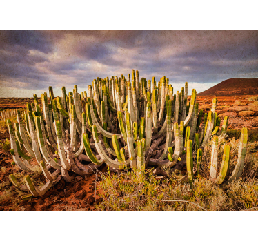 Papel mural bosque vista del paisaje de cactus - TenVinilo