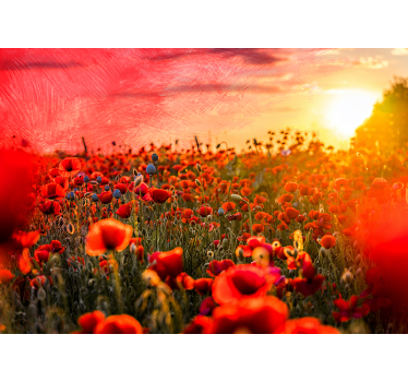 mural de amapolas en la hermosa puesta de sol - TenVinilo
