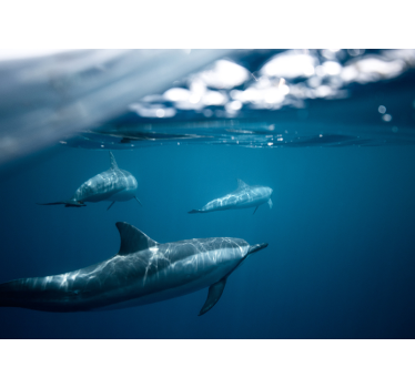 Foto mural 3d Delfines nadando - TenVinilo