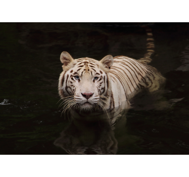 Mural animal Tigre blanco - TenVinilo