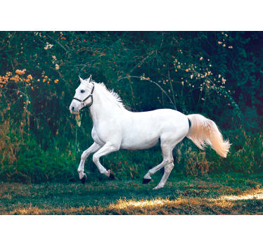 Fotomural de naturaleza caballo blanco corriendo - TenVinilo