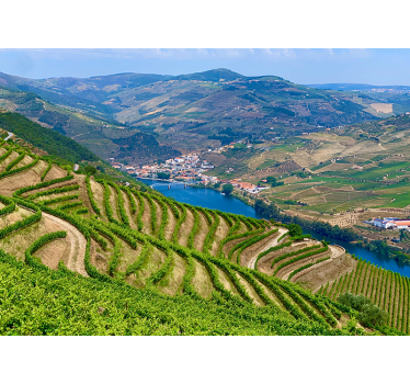 Papel mural paisajes valle del viñedo río - TenVinilo