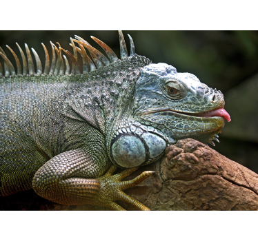 Mural animal Iguana - TenVinilo