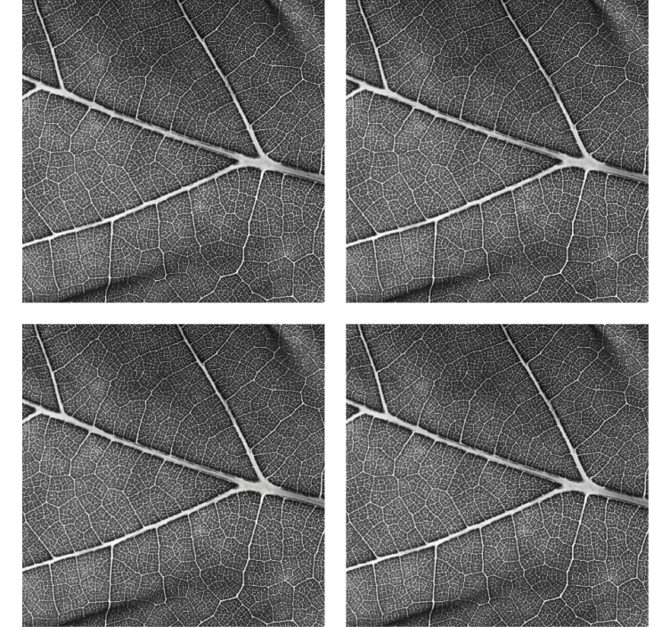 Posavasos patrón de hojas intrincadas - TenVinilo