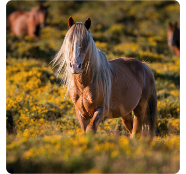 Posavasos moderno caballo majestuoso en el campo - TenVinilo