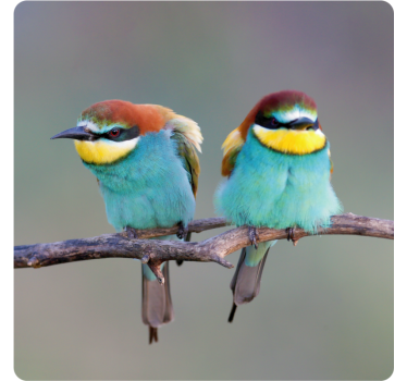 Posavasos moderno aves coloridas posadas - TenVinilo