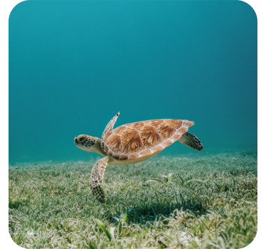 Posavasos moderno tortuga marina nadando - TenVinilo