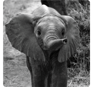 Posavasos vintage elefante bebé adorable - TenVinilo