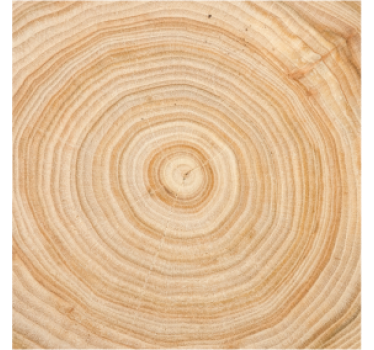Posavasos imitación árbol de corteza de patrón de madera circular - TenVinilo