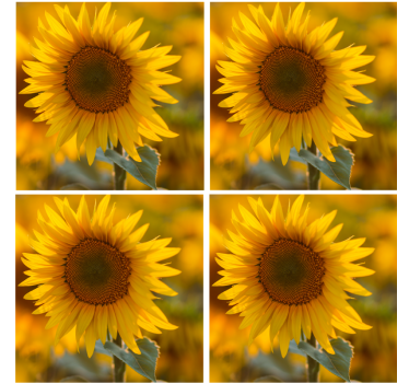 Posavasos moderno arreglo de girasoles vibrantes - TenVinilo
