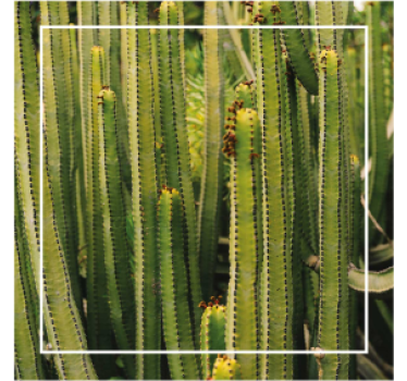 Posavasos superficie textura cactus - TenVinilo