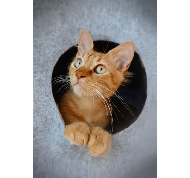 Póster decorativo gatito asomado - TenVinilo