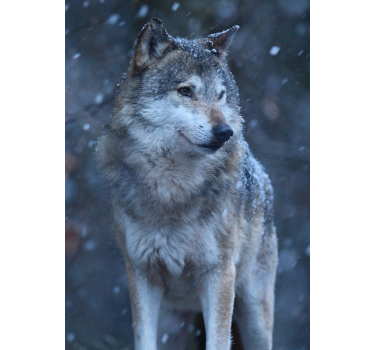 Poster animales lobo en la nieve - TenVinilo