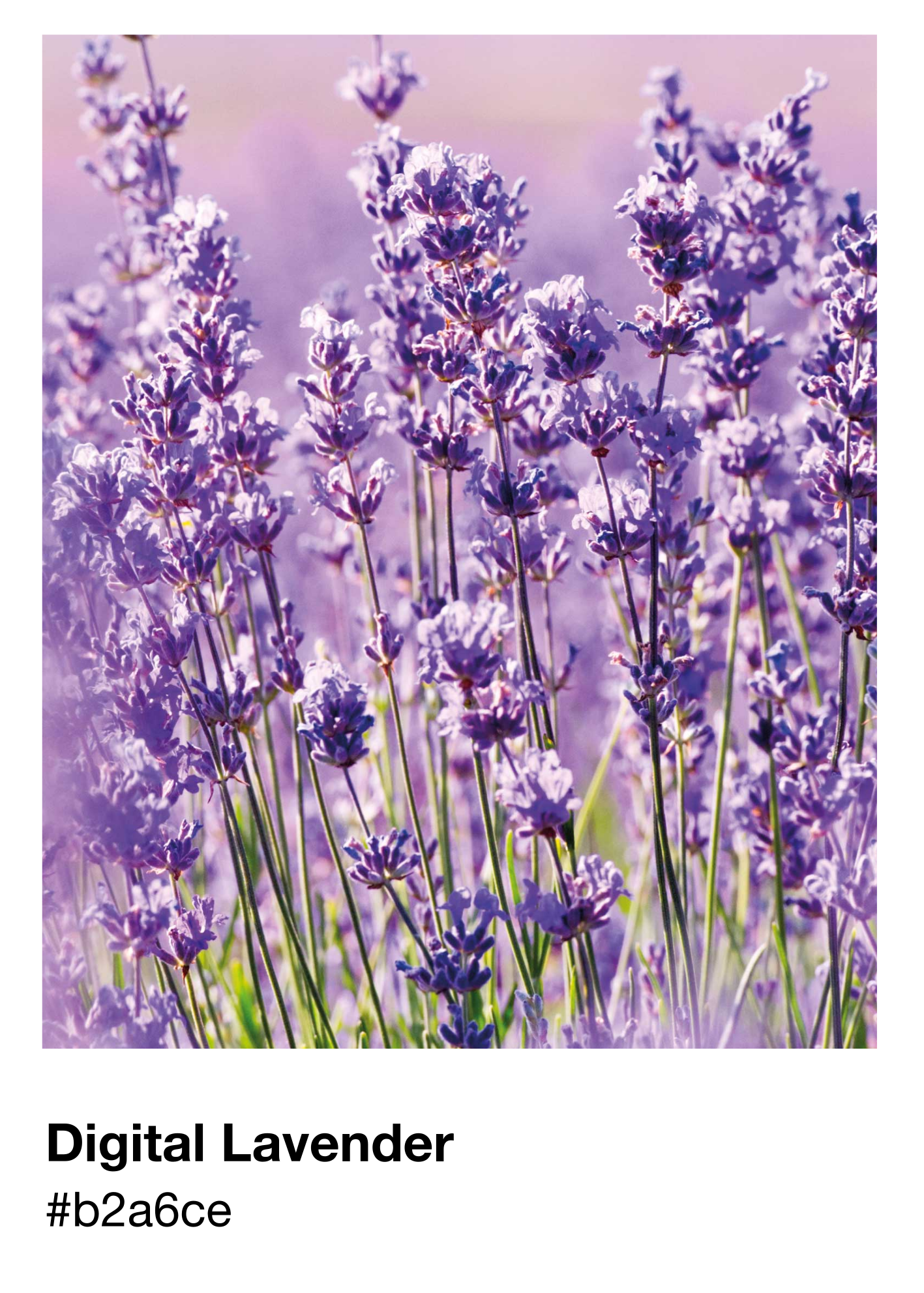 Póster pantone digital lavanda - TenVinilo