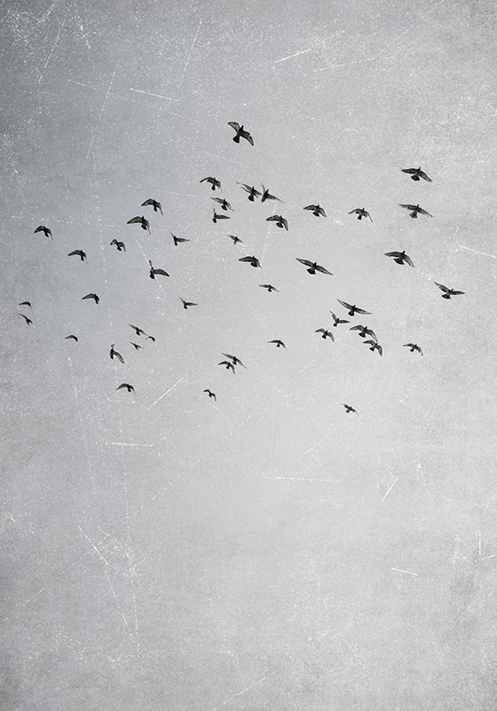 Poster imagen pájaros volando - TenVinilo