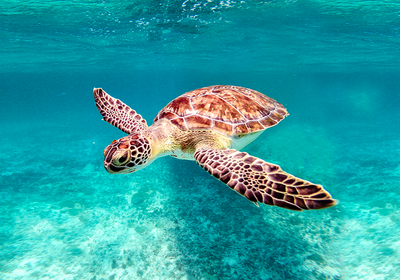 Poster animales tortuga marina - TenVinilo