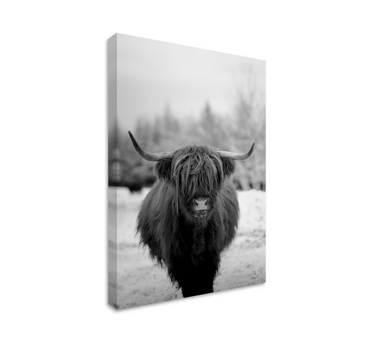 Cuadro animales retrato de vaca highland - TenVinilo