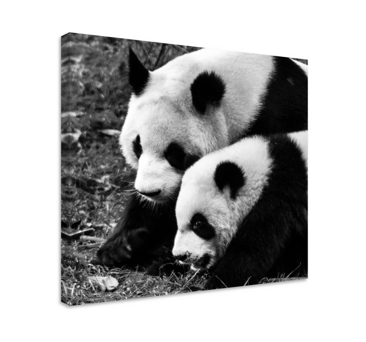 Cuadro animales panda pareja abrazando - TenVinilo