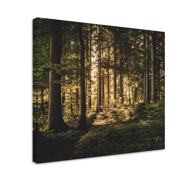 Cuadro paisajes bosque luminiscente - TenVinilo