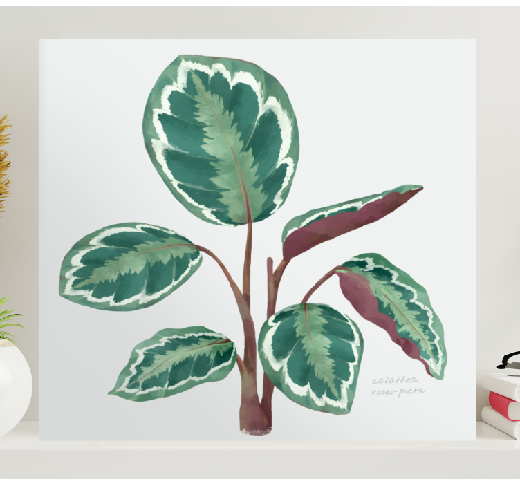 Cuadro plantas Planta de calathea - TenVinilo