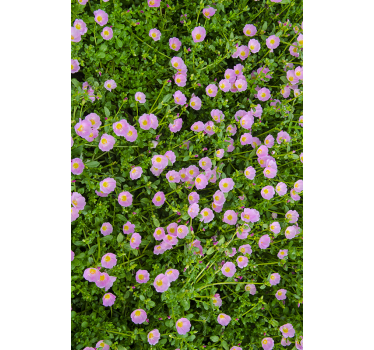 Vinilo adhesivo para ventana flores lilas - TenVinilo
