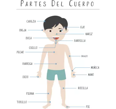 Vinilo decorativo partes del cuerpo humano - TenVinilo