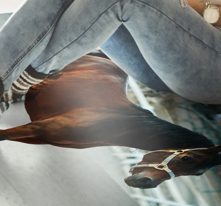 Alfombra vinílica animales majestuoso retrato de caballo - TenVinilo