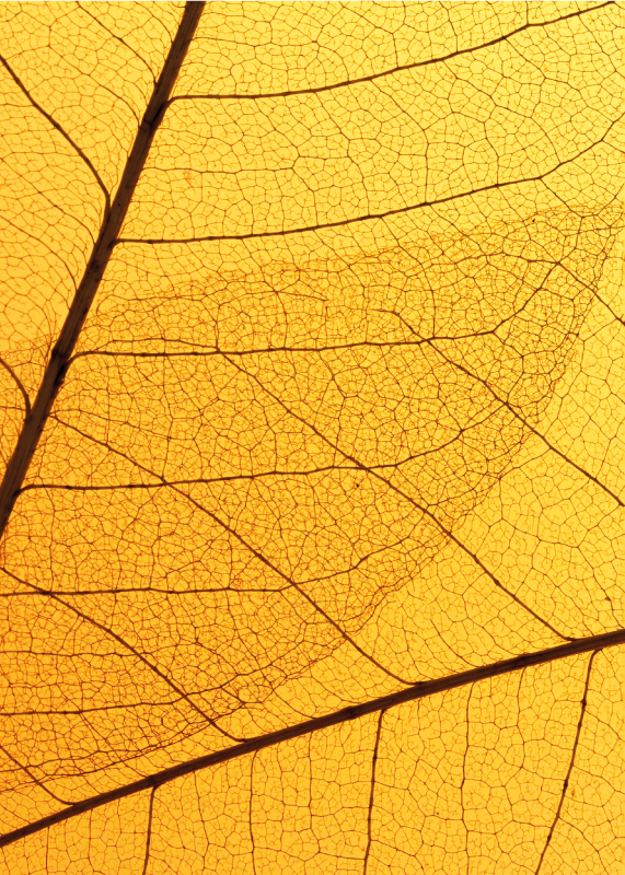 Alfombra vinílica amarilla diseño de hoja botánica - TenVinilo