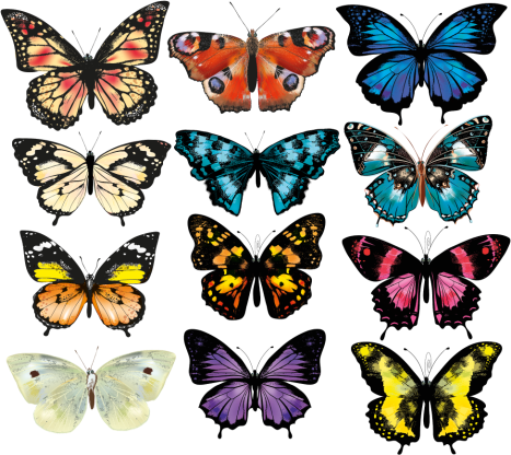Alfombra vinílica animales ilustración mariposa - TenVinilo