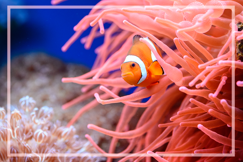Alfombra vinílica animales escena de coral bajo el agua - TenVinilo