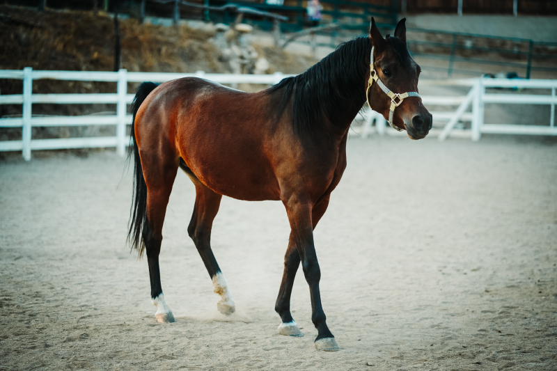 Alfombra vinílica animales majestuoso retrato de caballo - TenVinilo